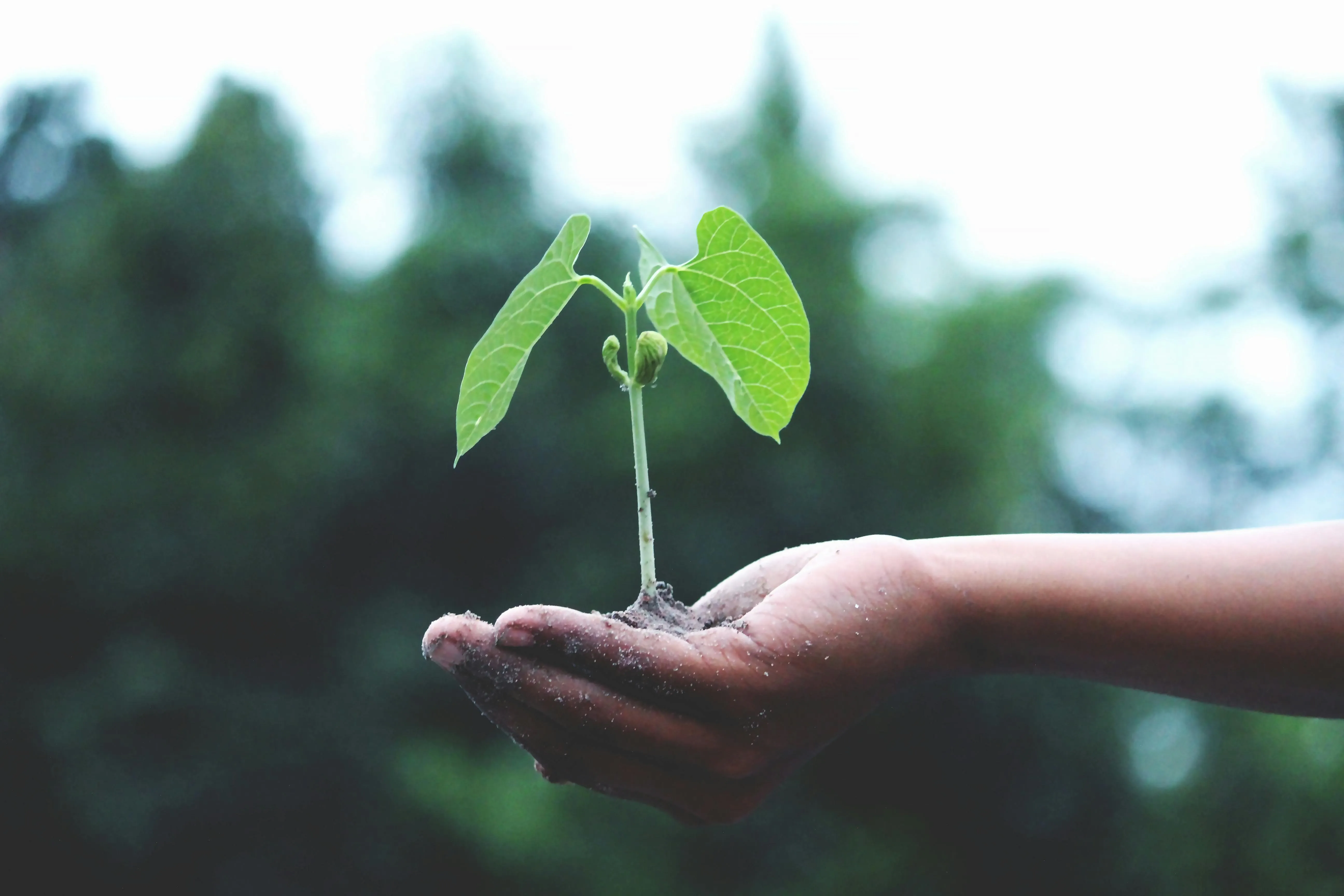 A hand holding a small but growing plant.